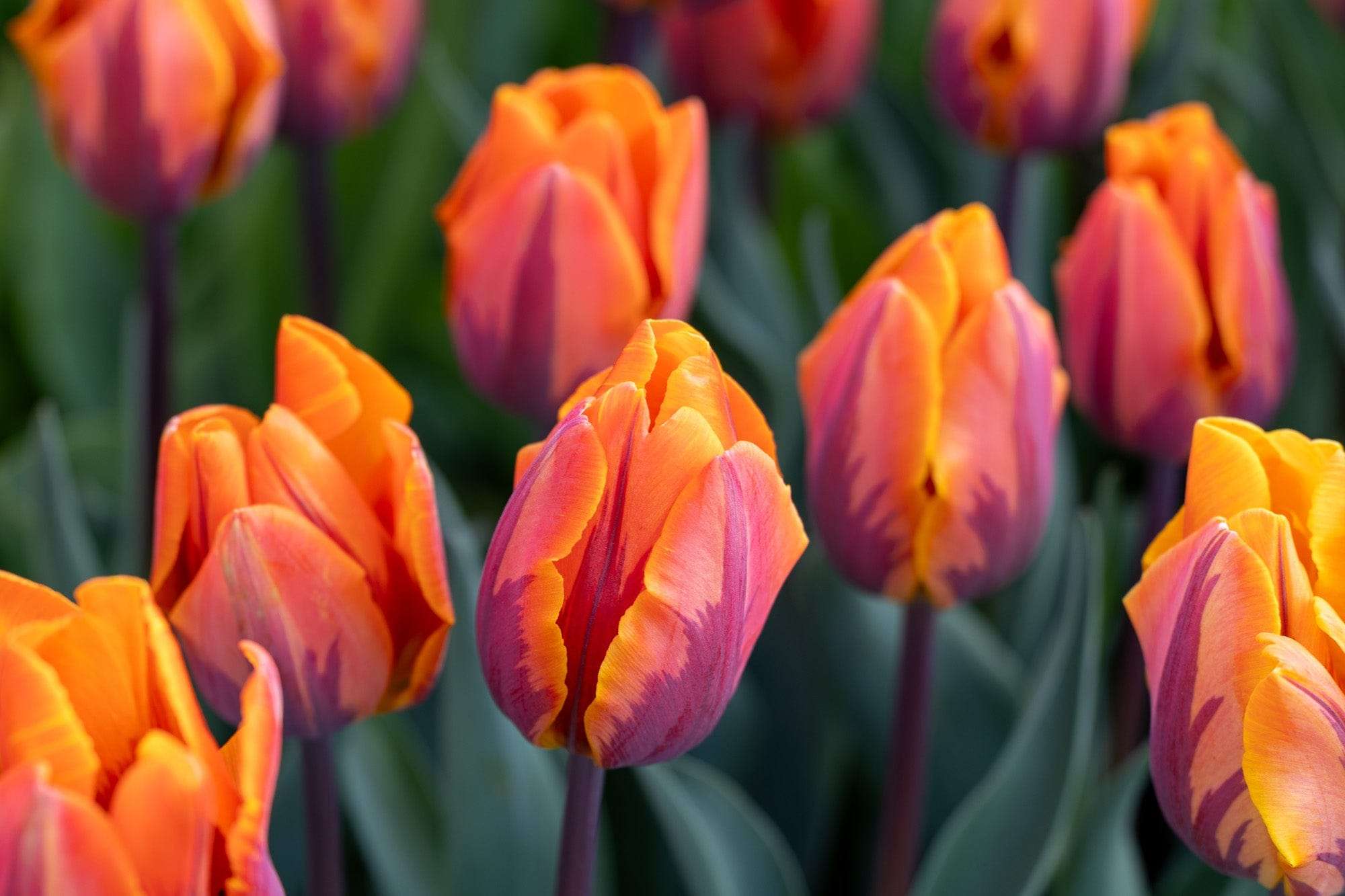 Tulpan 'Princess Irene'